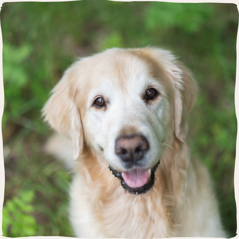Honden