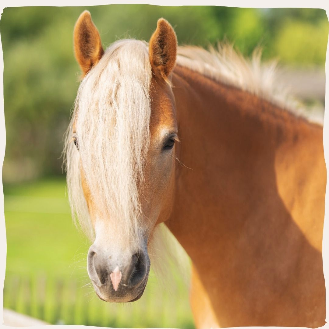 Paarden