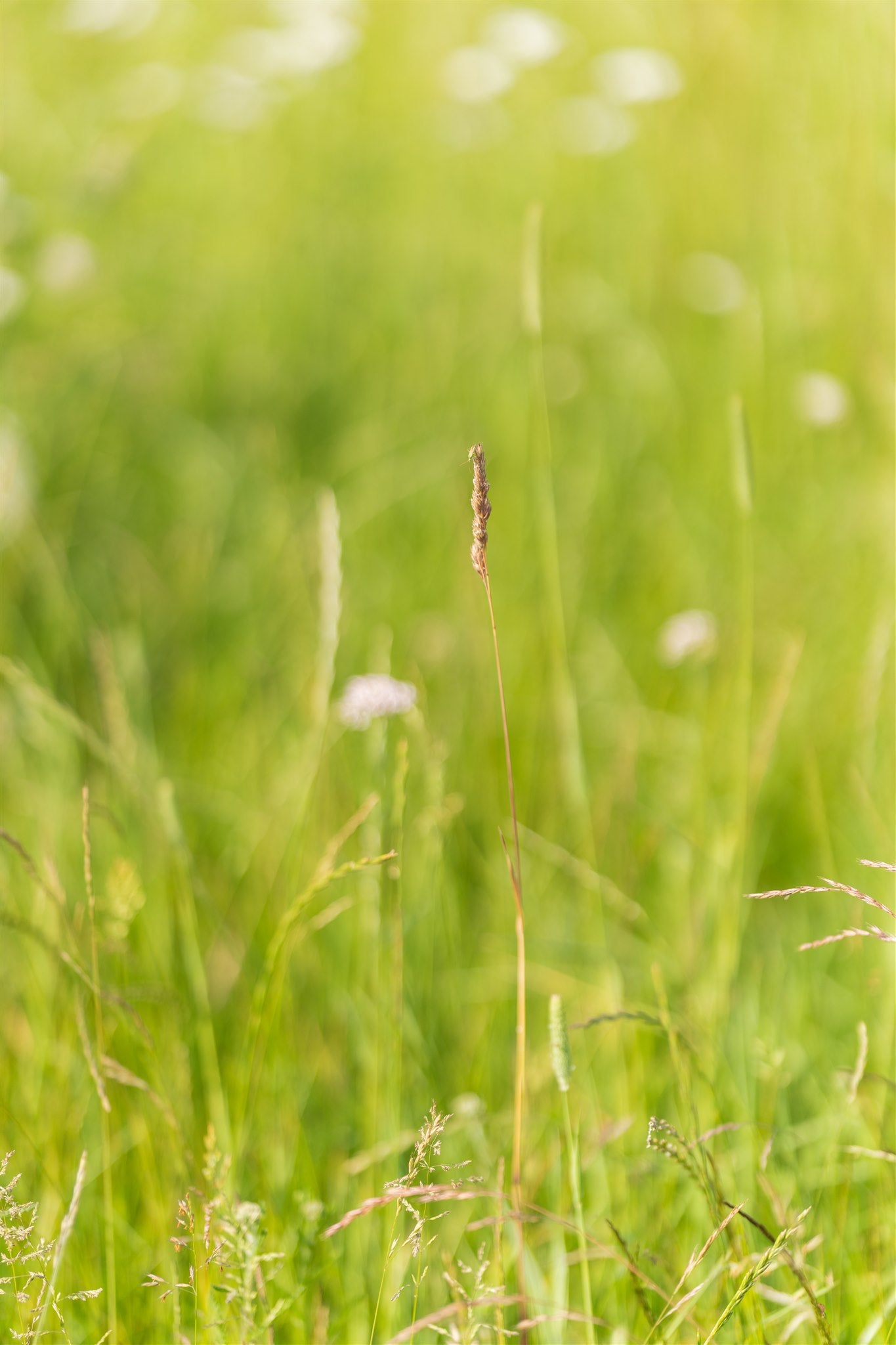 Groen gras weide