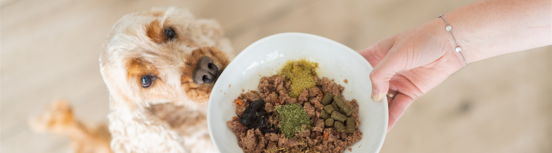 Hond die bak eten krijgt met zeewier en bio-chi