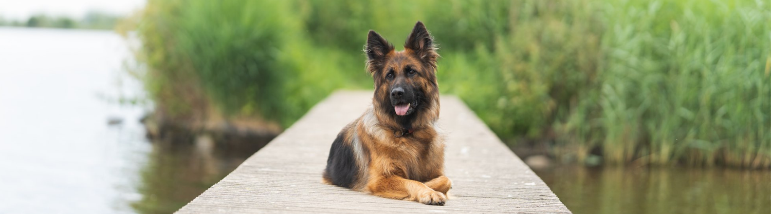 Blog darmflora hond
