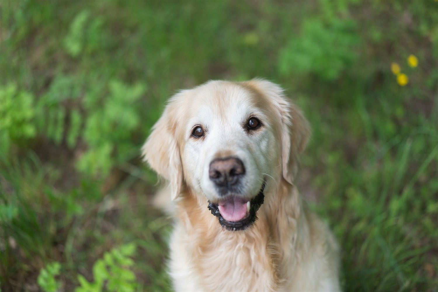 Golden retriever