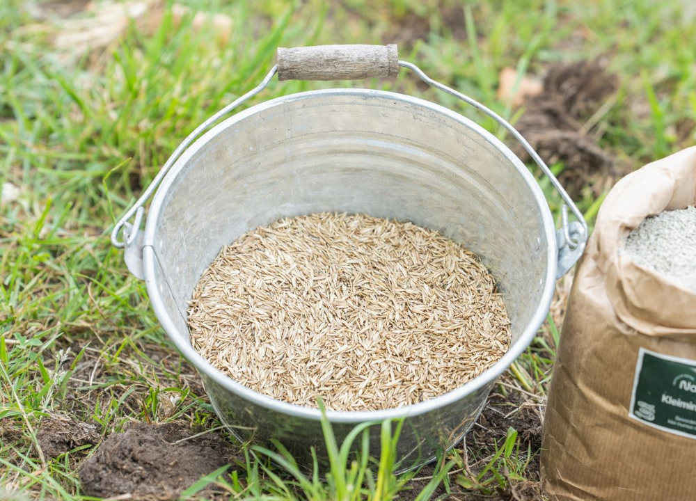 Graszaad in emmer klaar om in in te zaaien