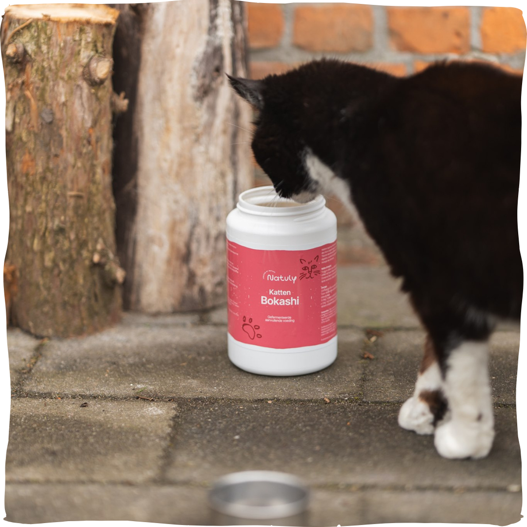 Kat eet kattenbokashi