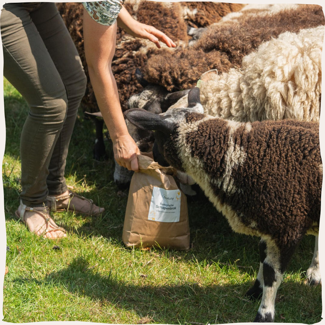 Schaap brok