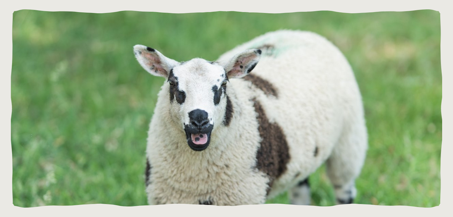 Visie boerderijdieren