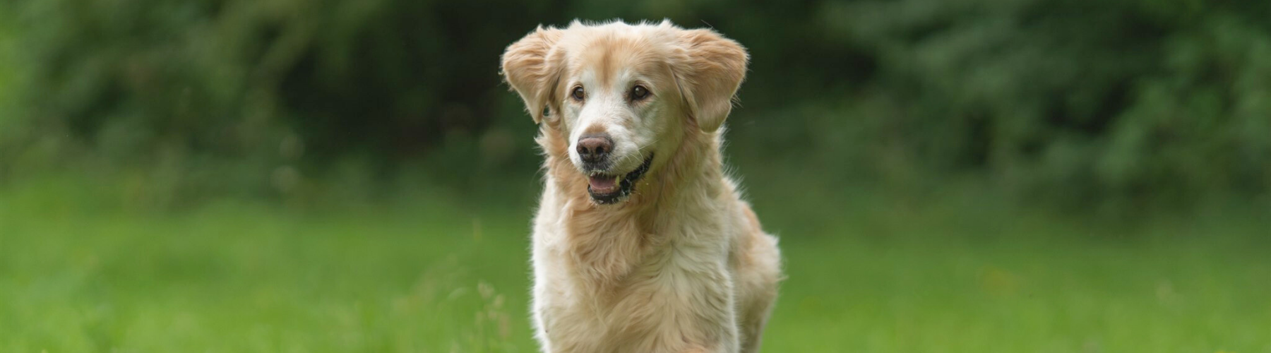 Hond die komt aanlopen