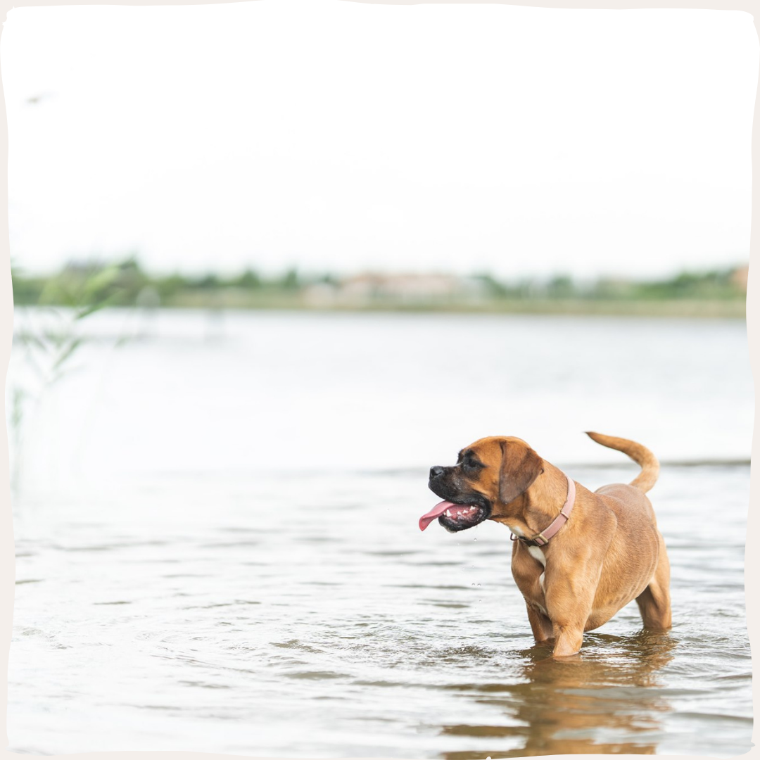 Hond boxer water