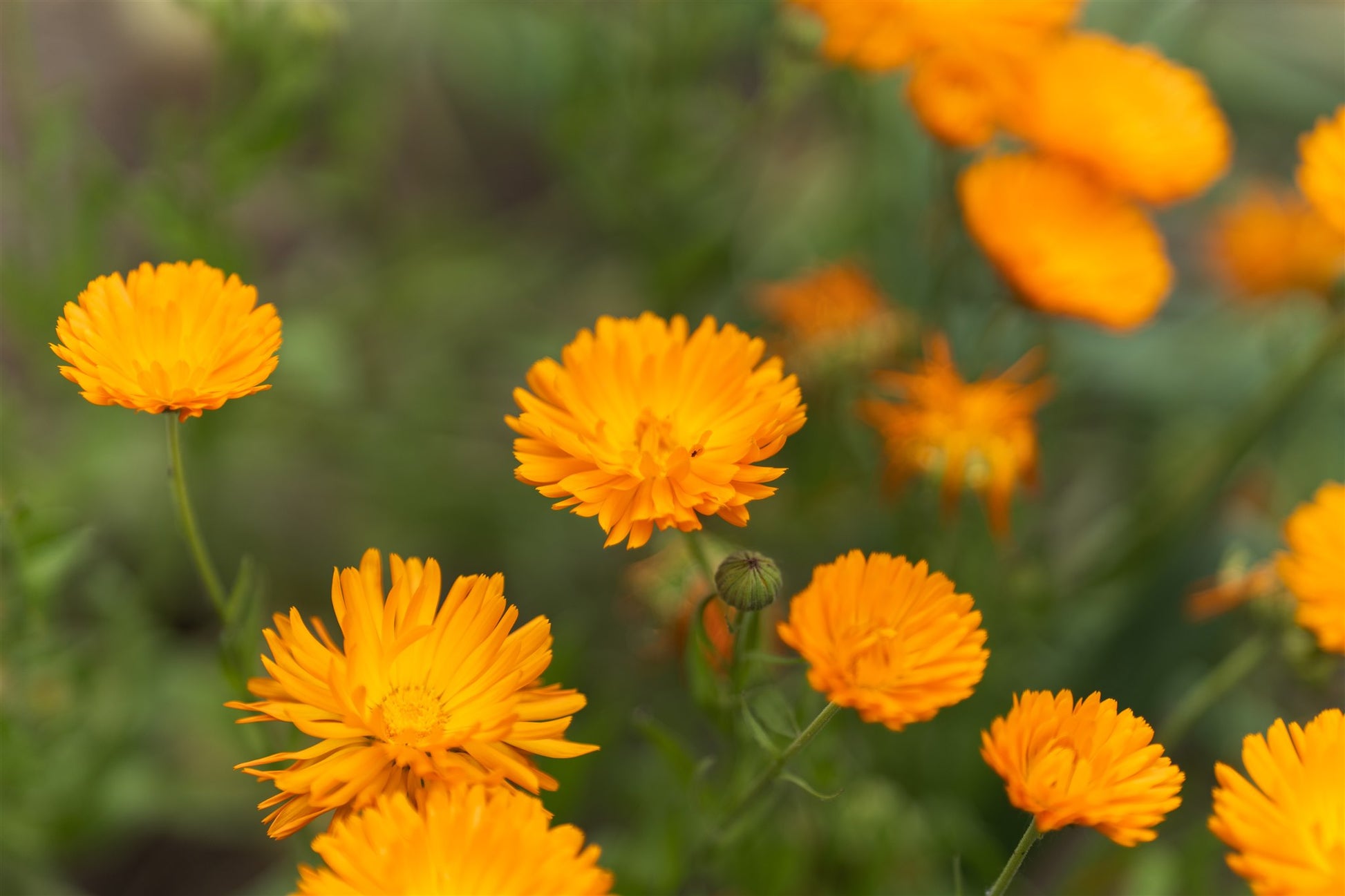 Calendula in bloei