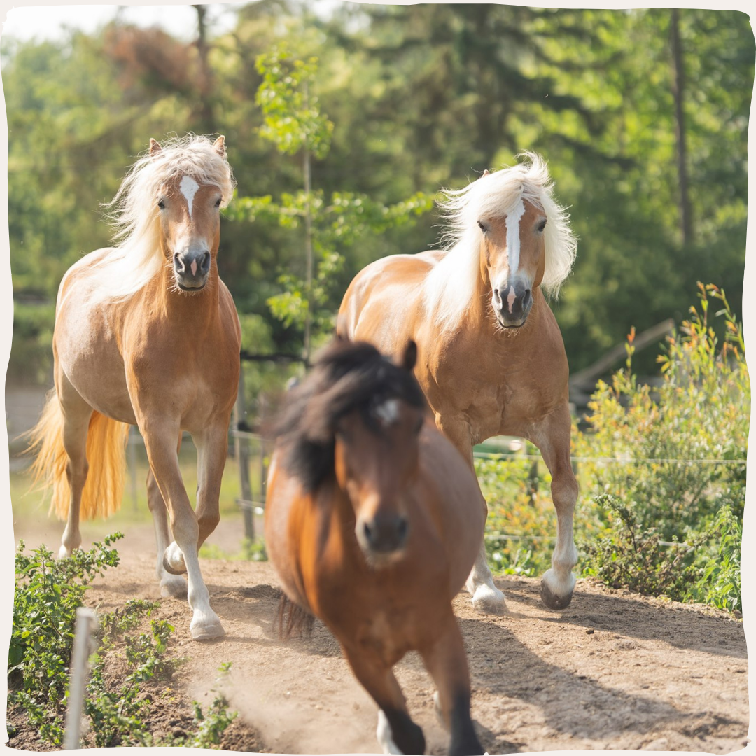 Paarden in galop