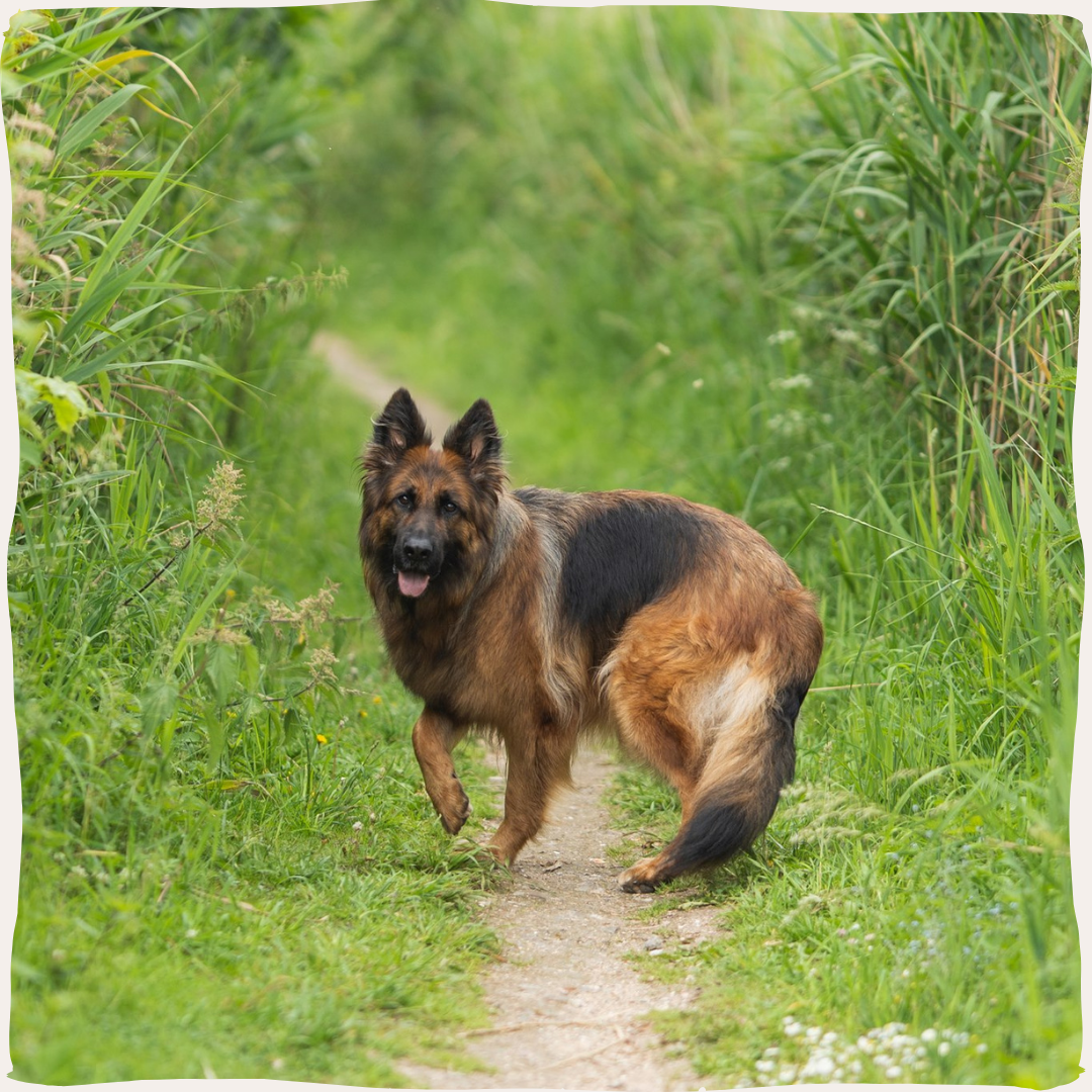 Hond herder natuur