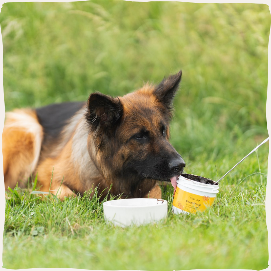 Hond veendrenk