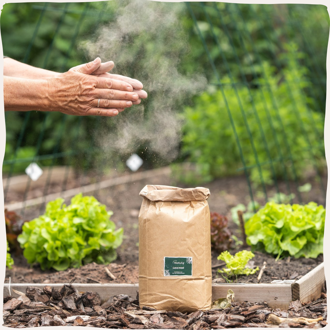 Lavameel moestuin