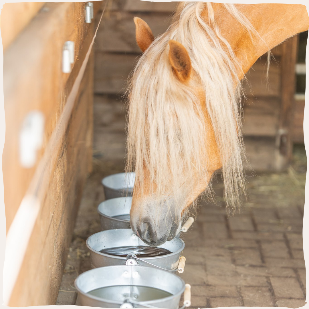 Mineralen buffet voor paarden