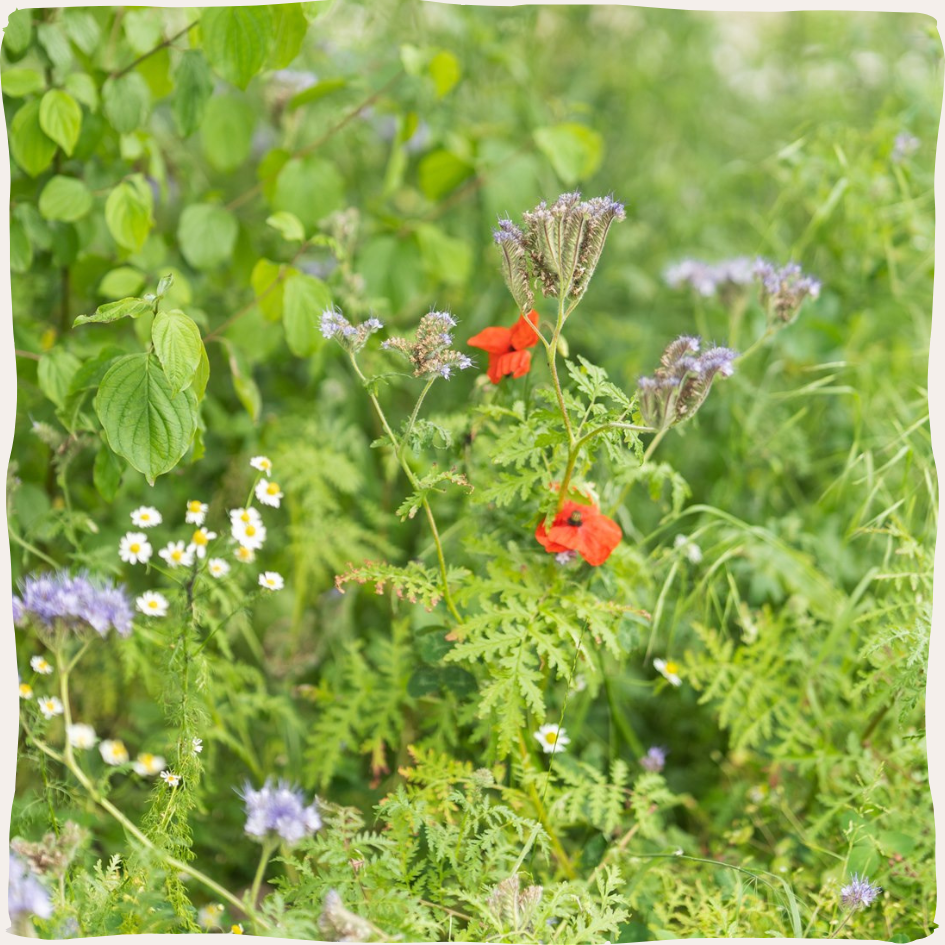 Tubinger mengsel in bloei bloemen